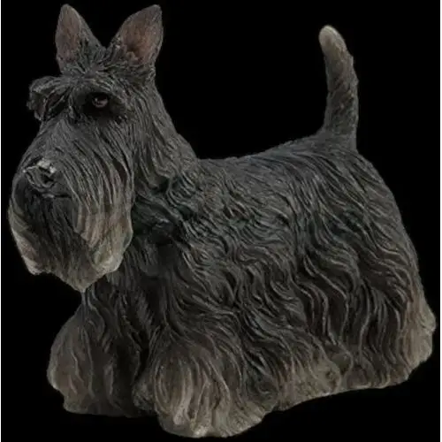 Veronese Szkocki terrier - pies wu76899aa