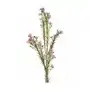 WOSKÓWKA kwiat sztuczny dekoracyjny z płatkami z jedwabistej tkaniny ∅ 2 x 65 cm jasnoróżowy,zielony Sklep on-line